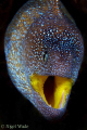   Yellow Mouth Moray Eel D200 60mm Gulf Aquaba Red Sea Eilat  